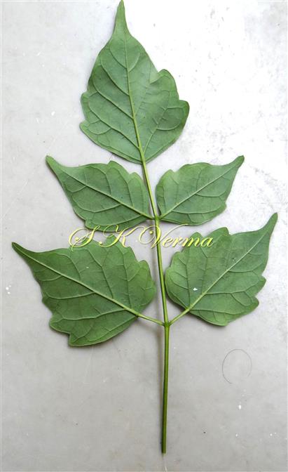  Leaflet (Abaxial View)